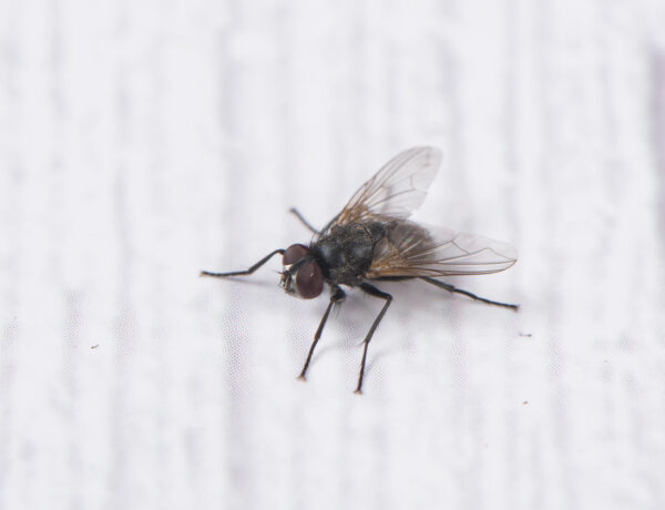 Insektenflecken und fliegenkot auf Tapete entfernen
