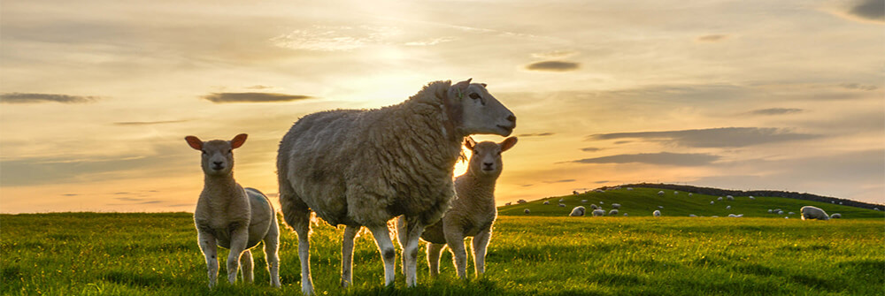 Schafe auf Fototapete