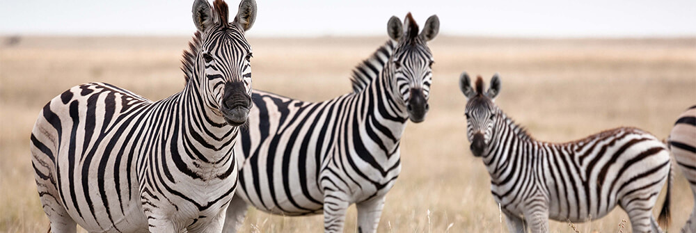 Zebras auf Fototapete