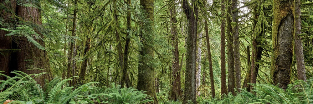 Wallexclusive Premium Wälder