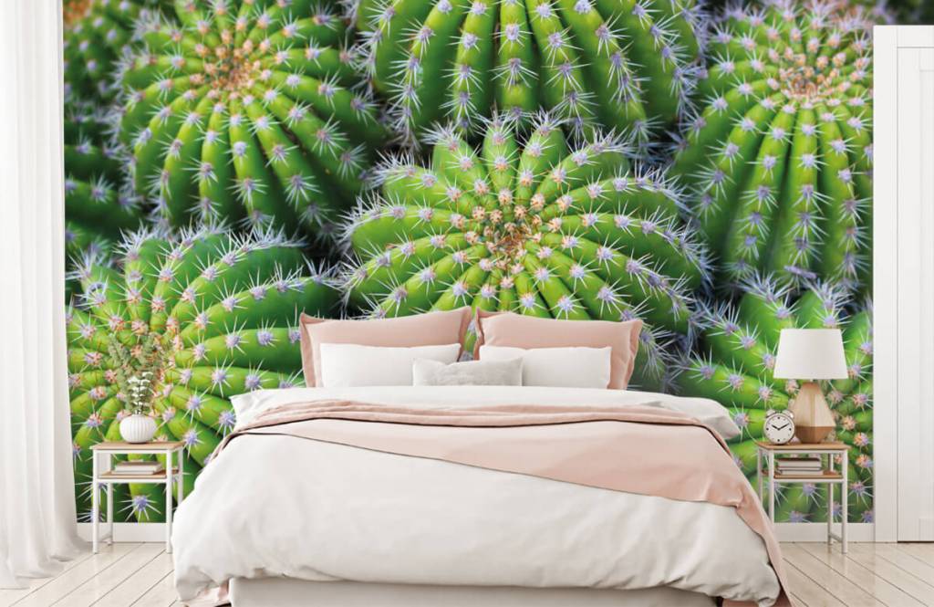 Kaktus - Kakteen - Jugendzimmer  1