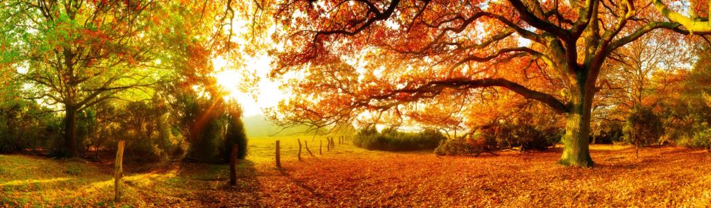 Herbstlandschaft mit Wald und Wiese