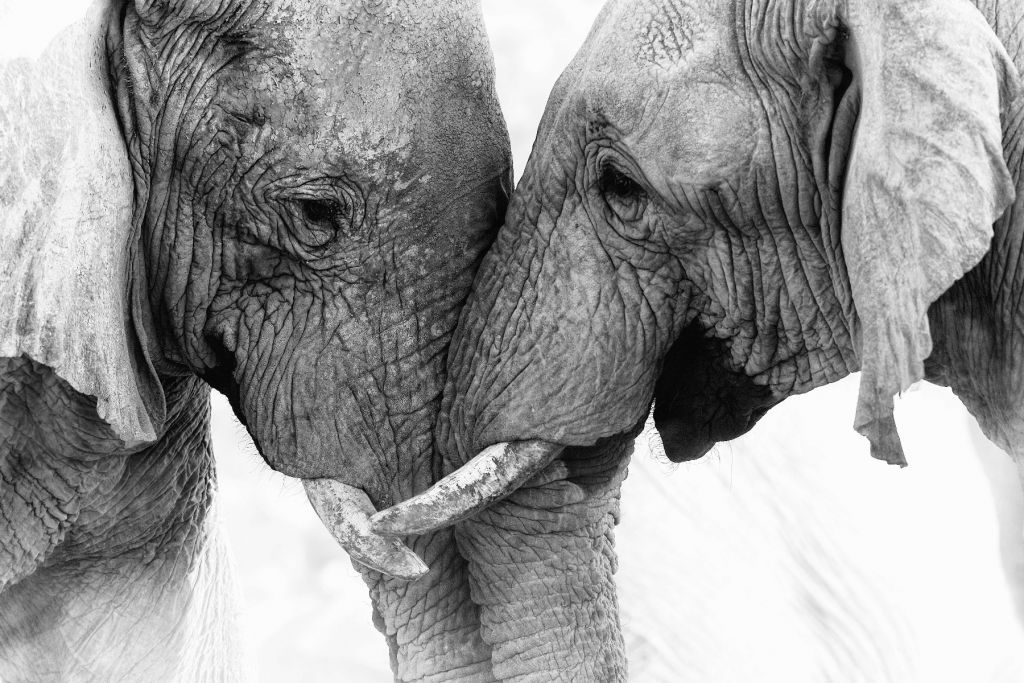 Fototapete Elefanten