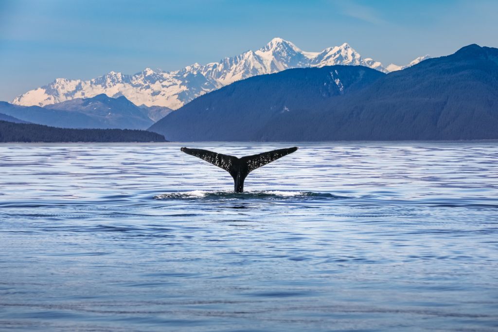 Tauchender Wal mit Bergen im Hintergrund