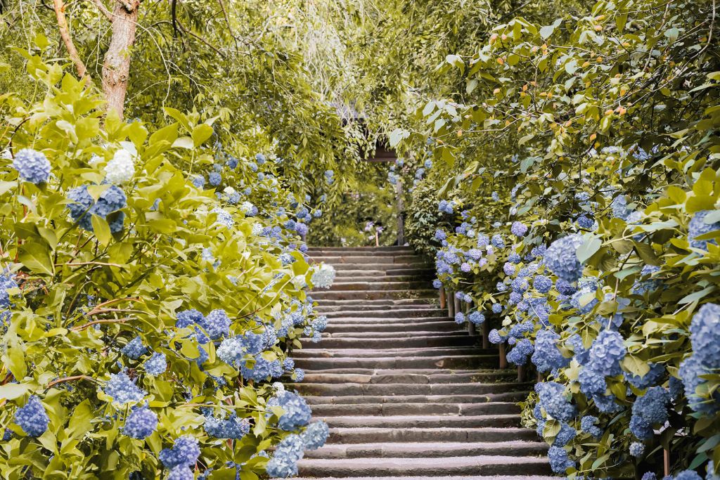 Blaue Blumen im Park