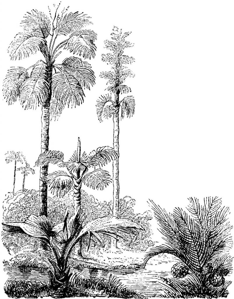 Geschredderte Palmen