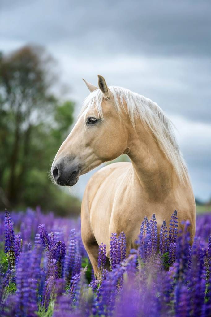 Pferd zwischen den Schmetterlingsblüten