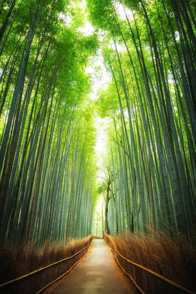 Bambus Pfad