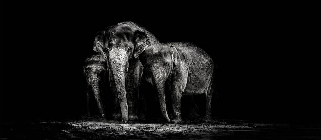 Schwarzweiss Foto von Elefanten