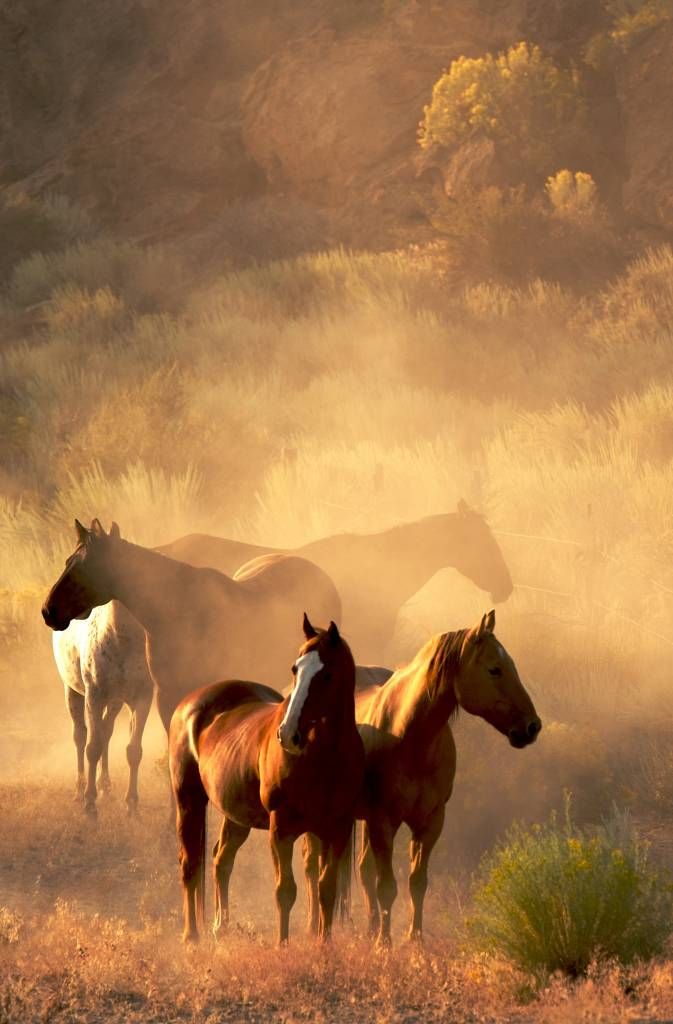 Pferde während des Sonnenuntergangs