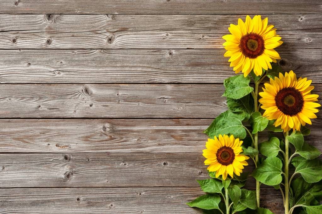 Sonnenblumen und Holz