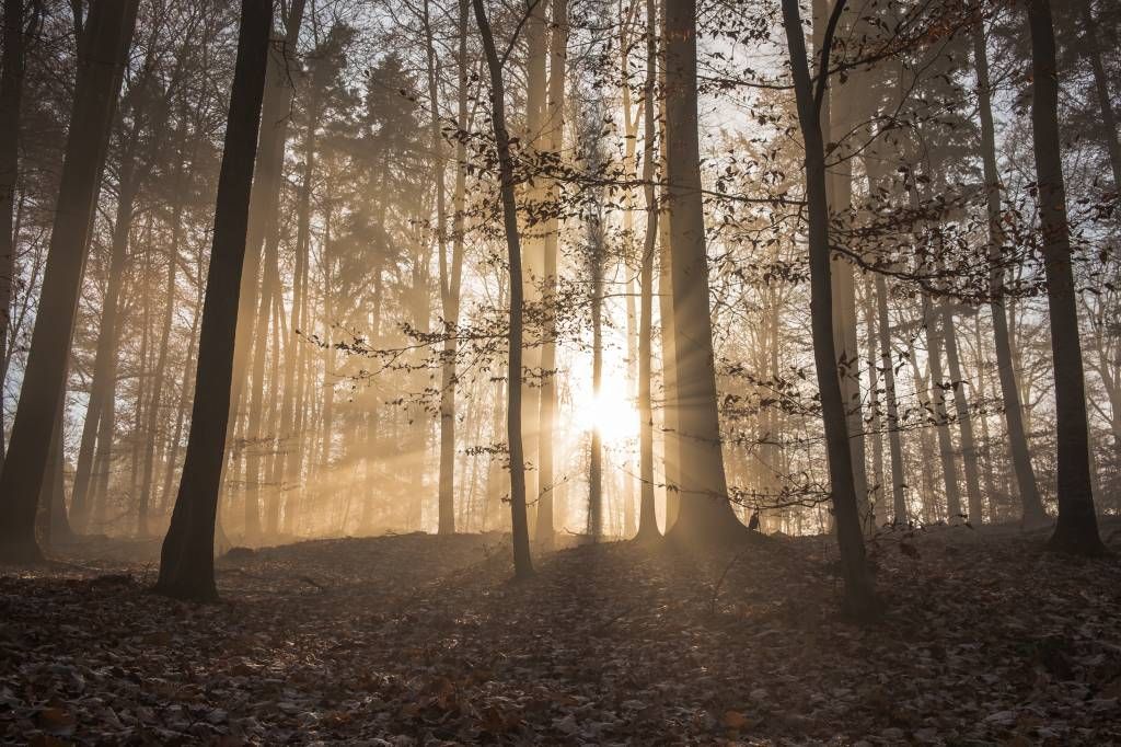Sonnenstrahlen in einem nebligen Wald