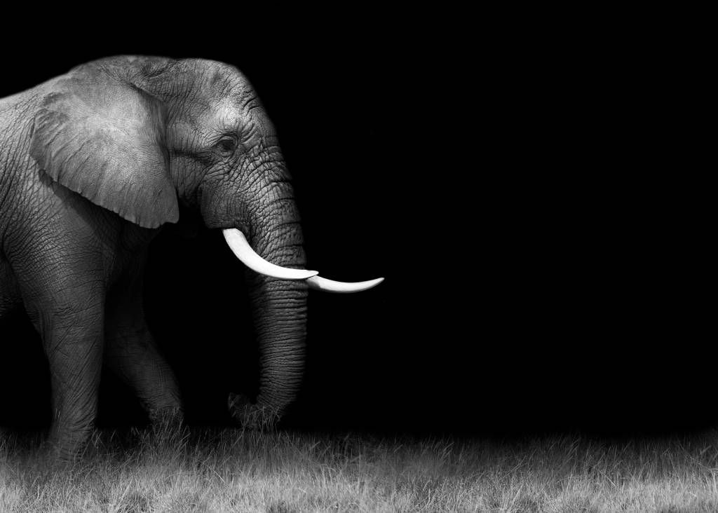 Elefant auf Gras