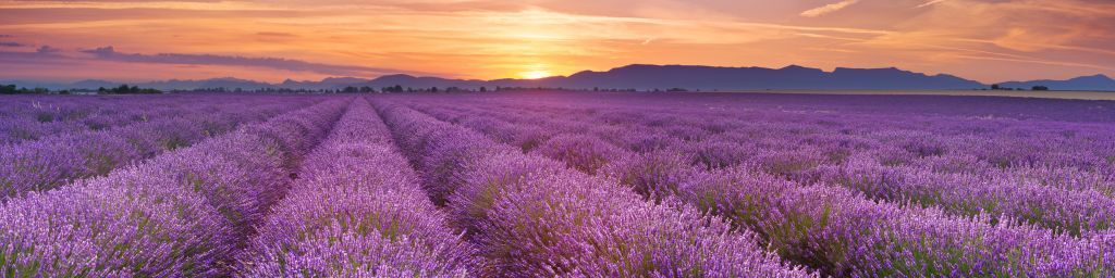 Feld voller Lavendel
