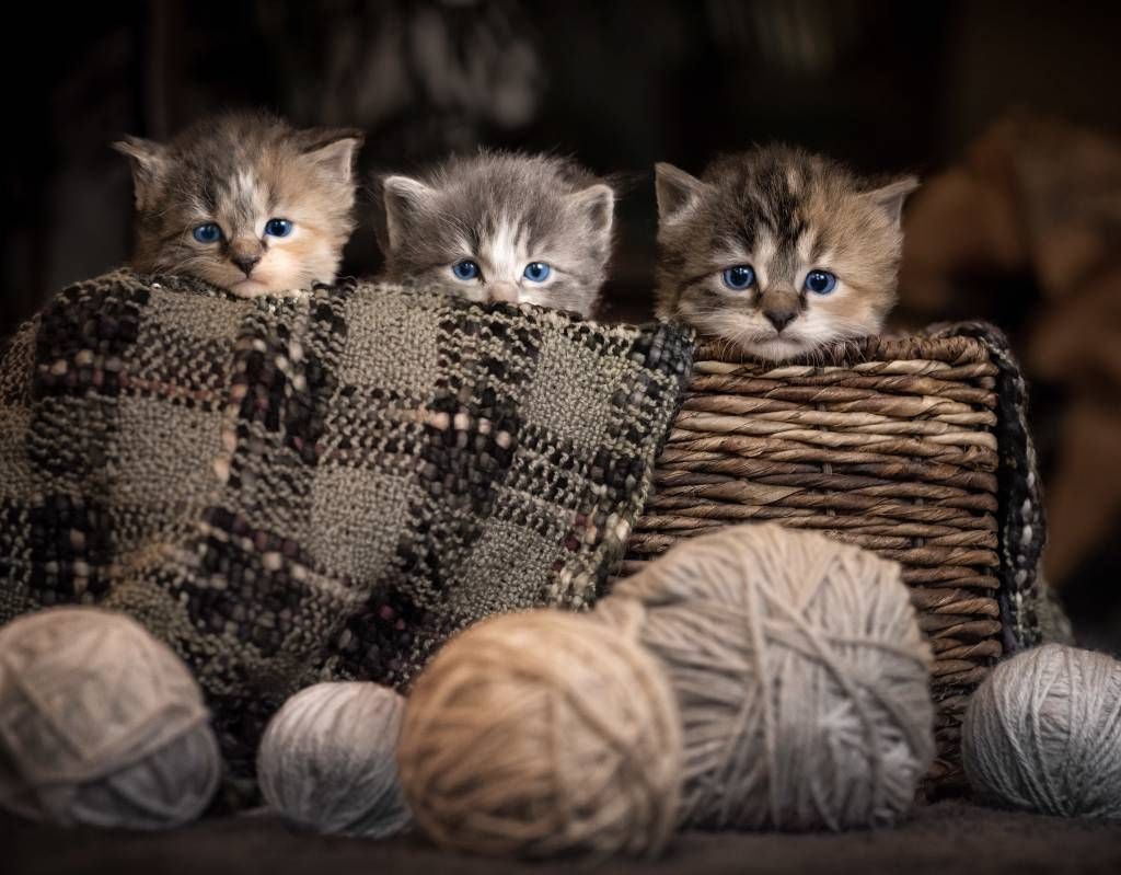 Drei Katzen in einem Korb