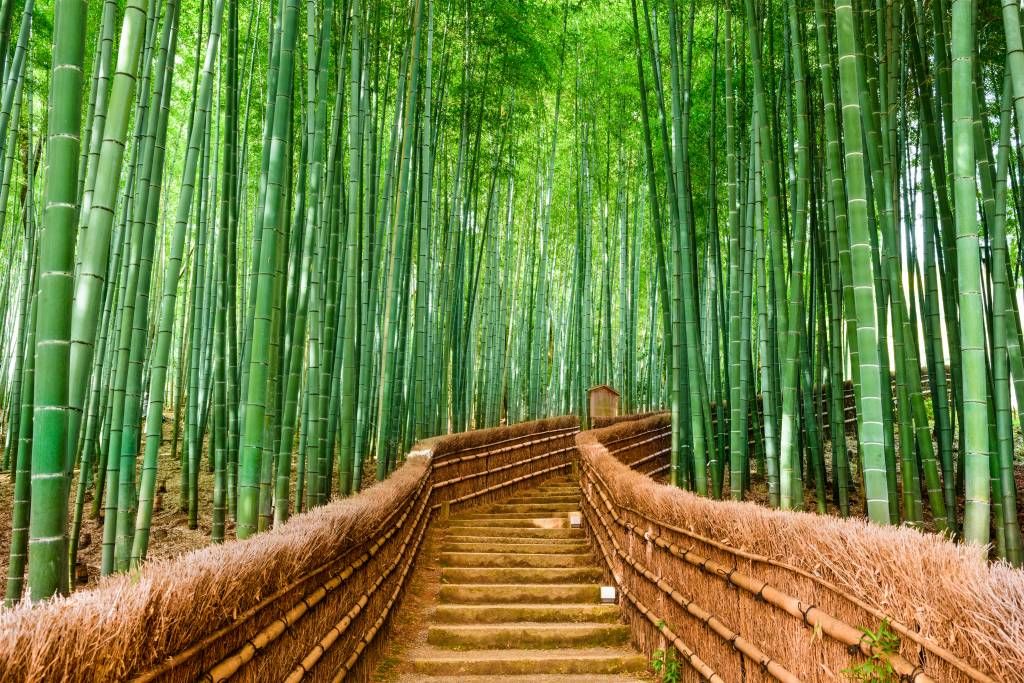 Bambus Treppe