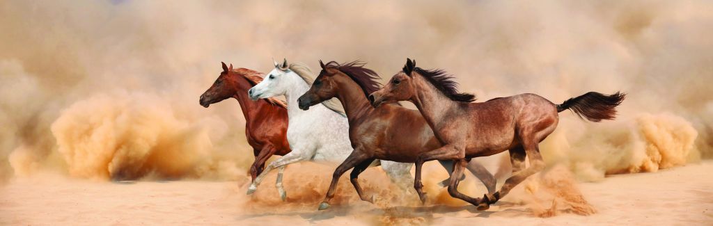 Pferde im Sandsturm