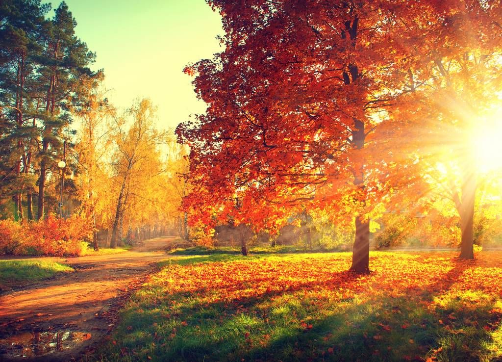 Herbstliche Bäume im Sonnenlicht auf Fototapete