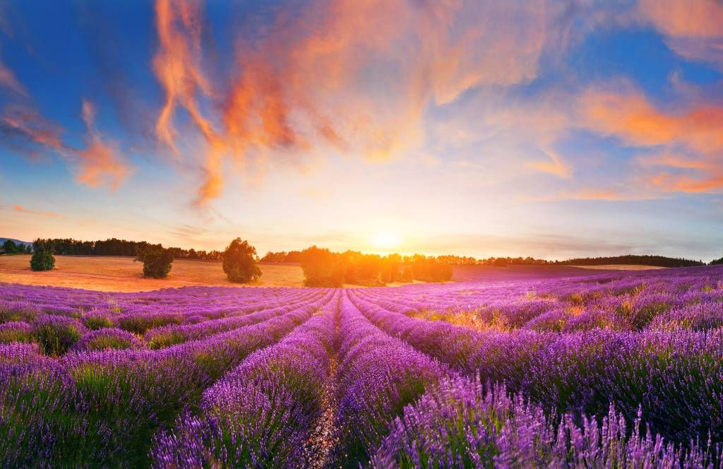 Lavendelfeld auf Fototapete