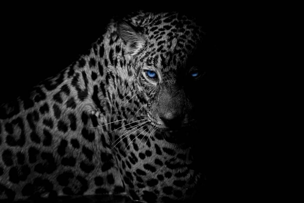 Leopard auf schwarzem Hintergrund