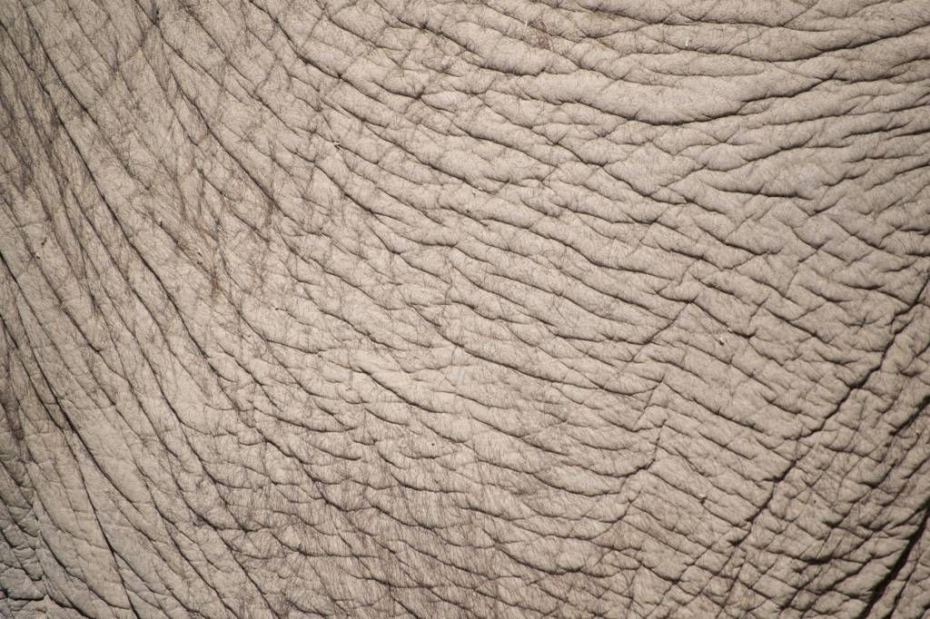 Elefantenhaut auf Fototapete
