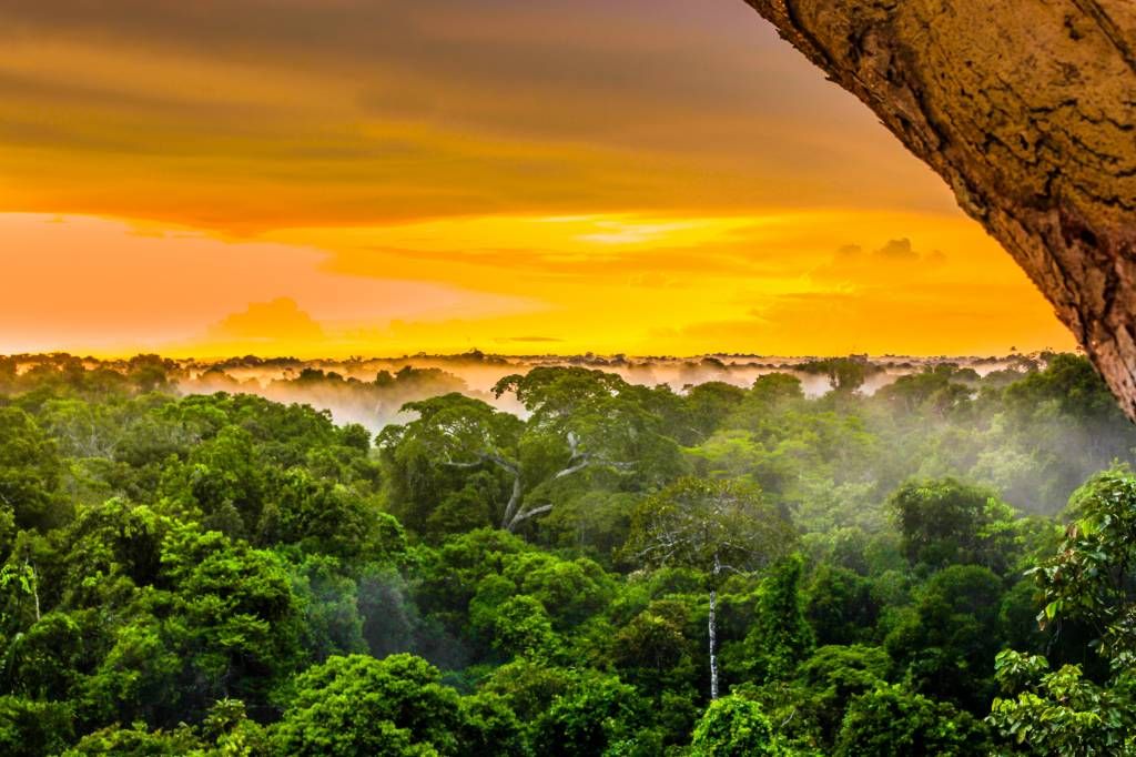 Regenwald Brasilien
