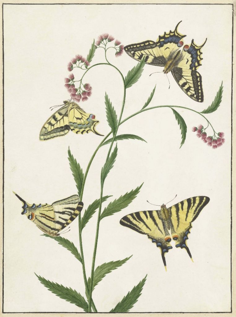 Vier Schmetterlinge auf Blumen, Paulus Knogh