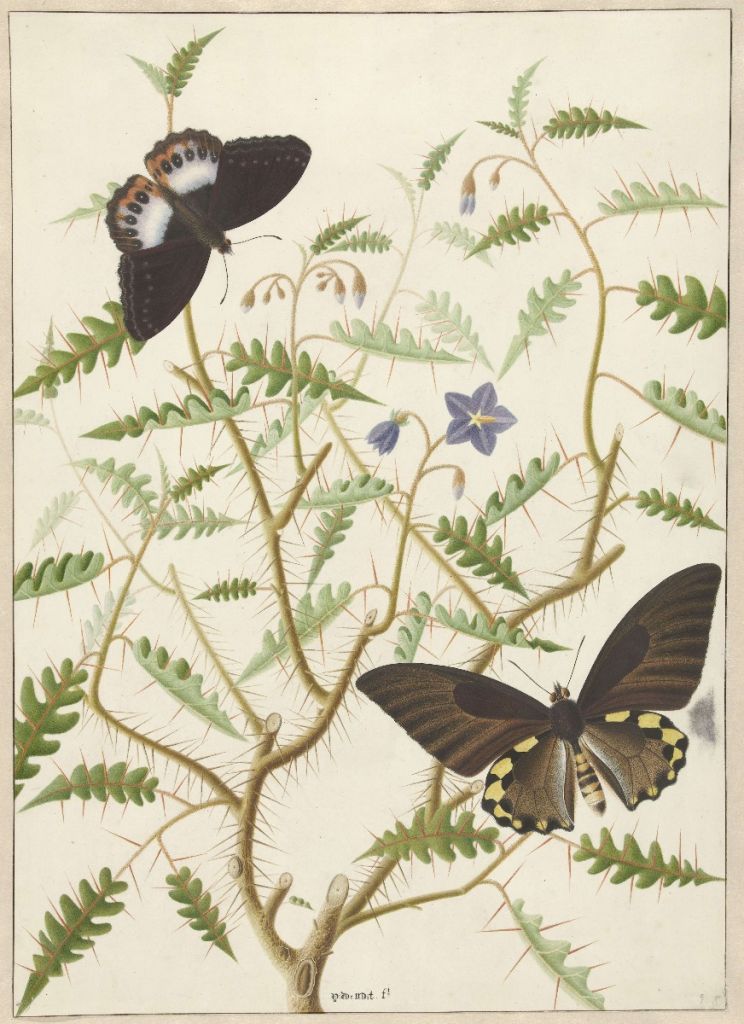 Ein blühender Strauch mit zwei exotischen Schmetterlingen