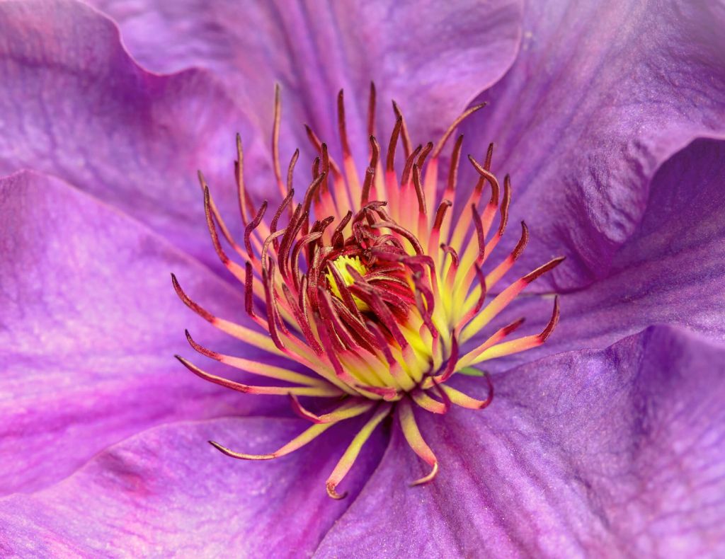 Clematis-Blume