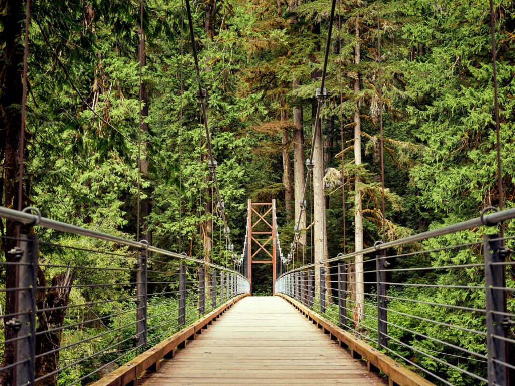 Brücke durch den Wald