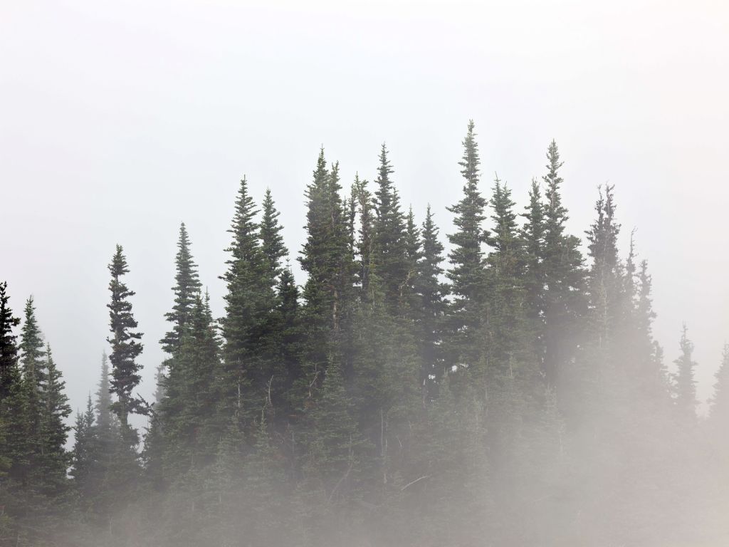 Bäume im Nebel - Wallexclusive