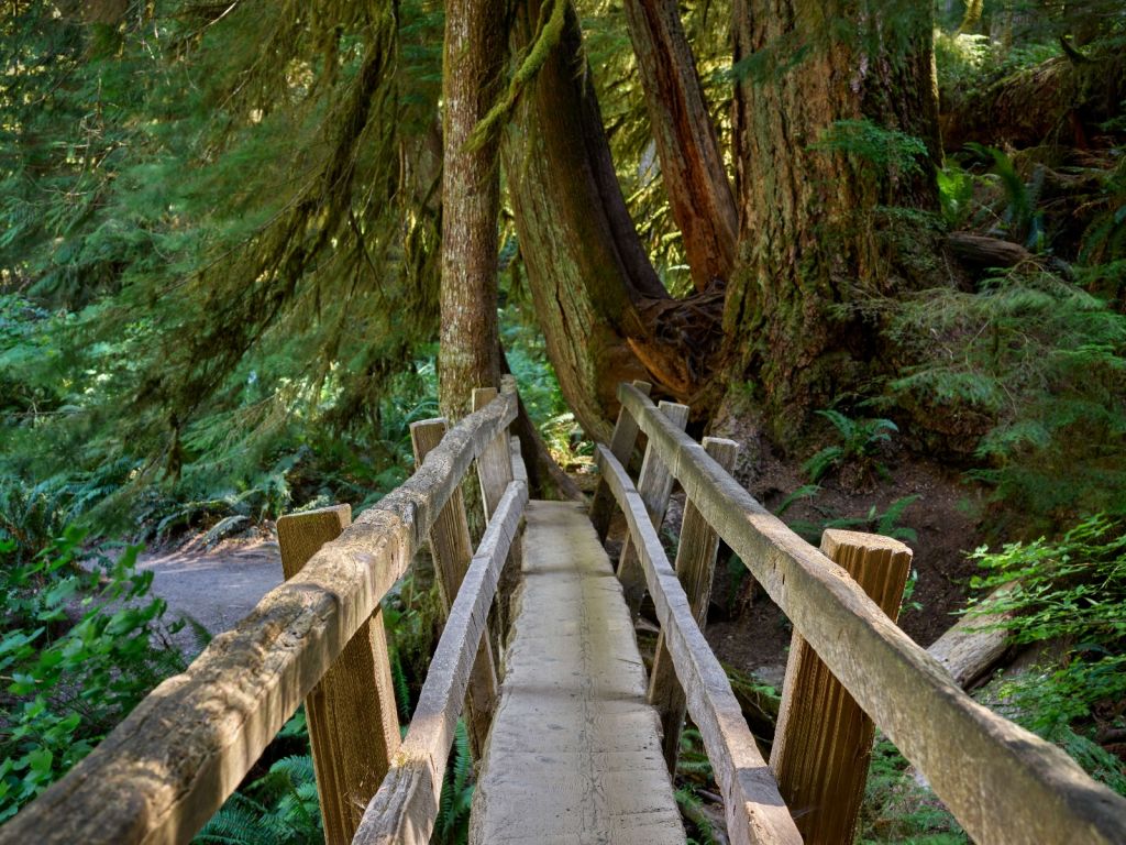 Holzbrücke durch den Wald 