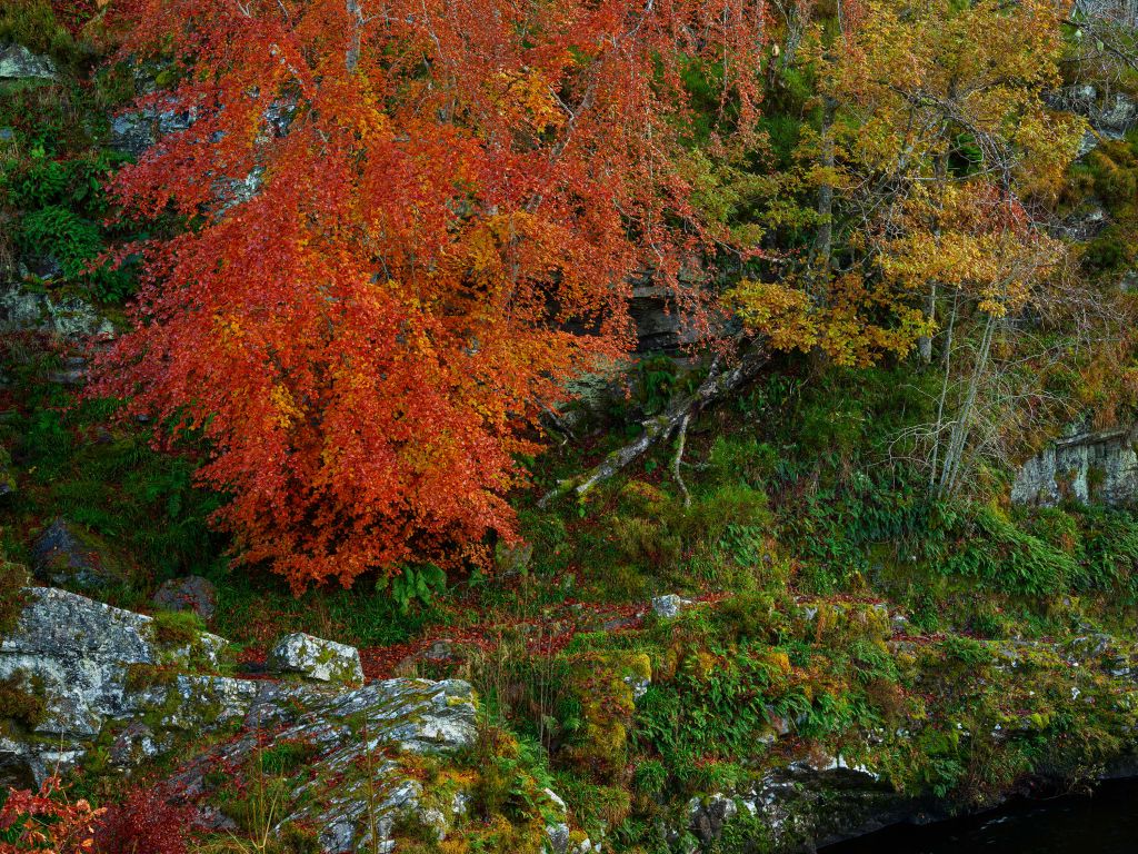 Herbstliche Wand