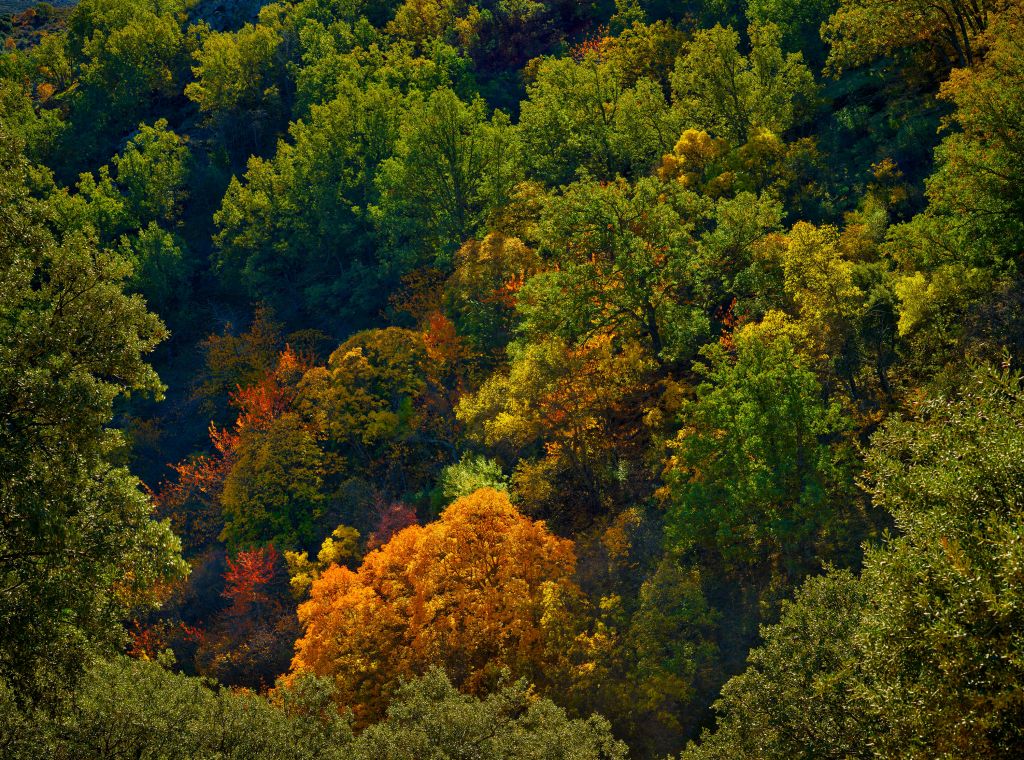Herbstliche Farben auf einem Berg