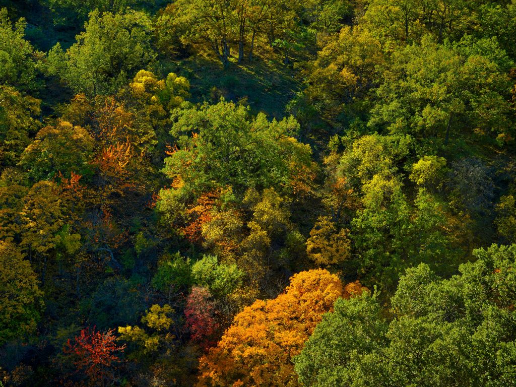 Bäume mit Herbstfarben