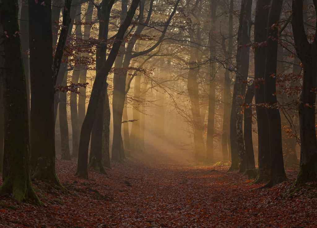 Geheimnisvoller Herbstwald