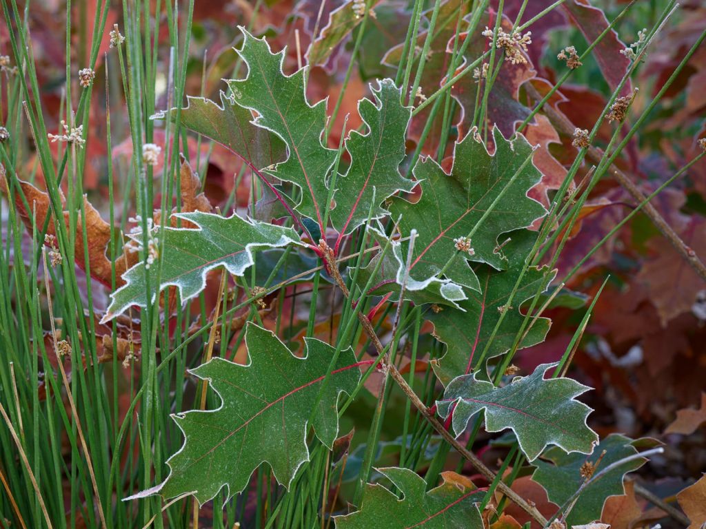 Eichenblätter mit Winterfrost