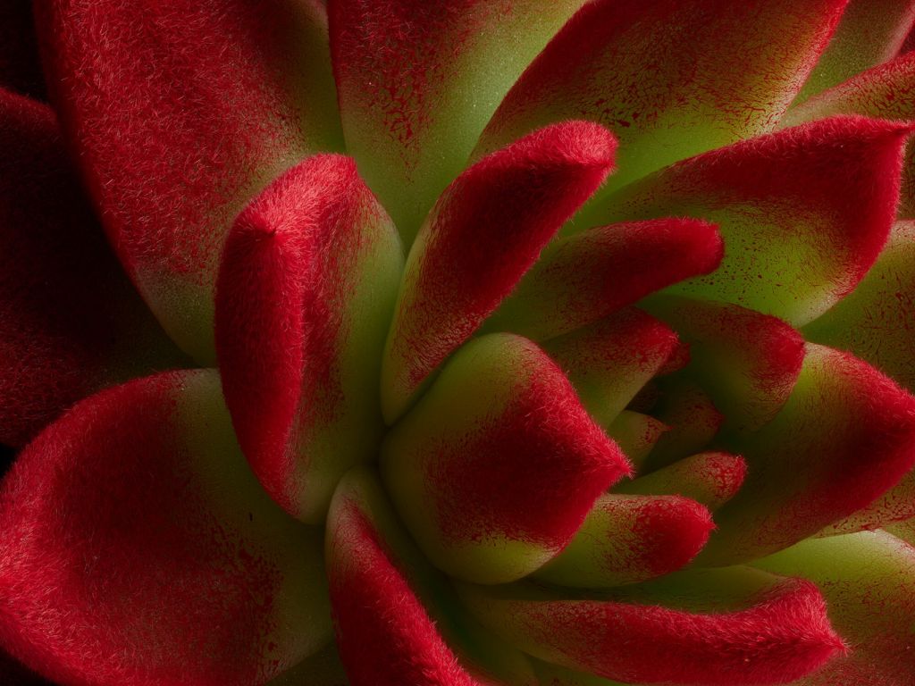 Roter Kaktus