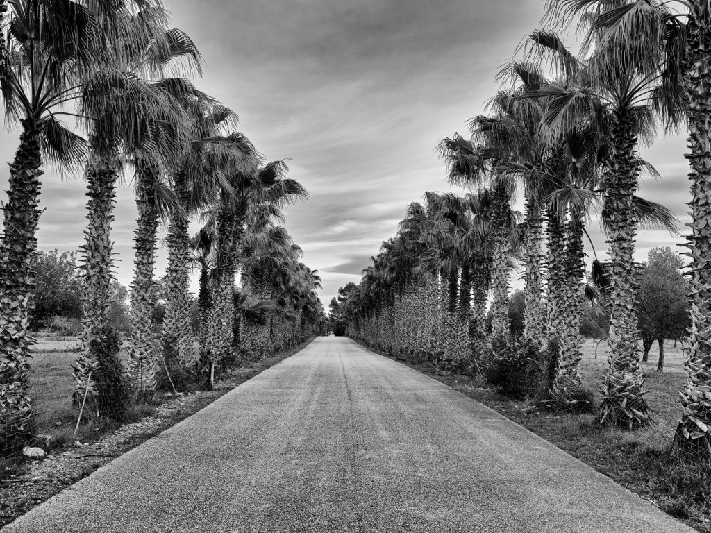 Straße mit Palmen
