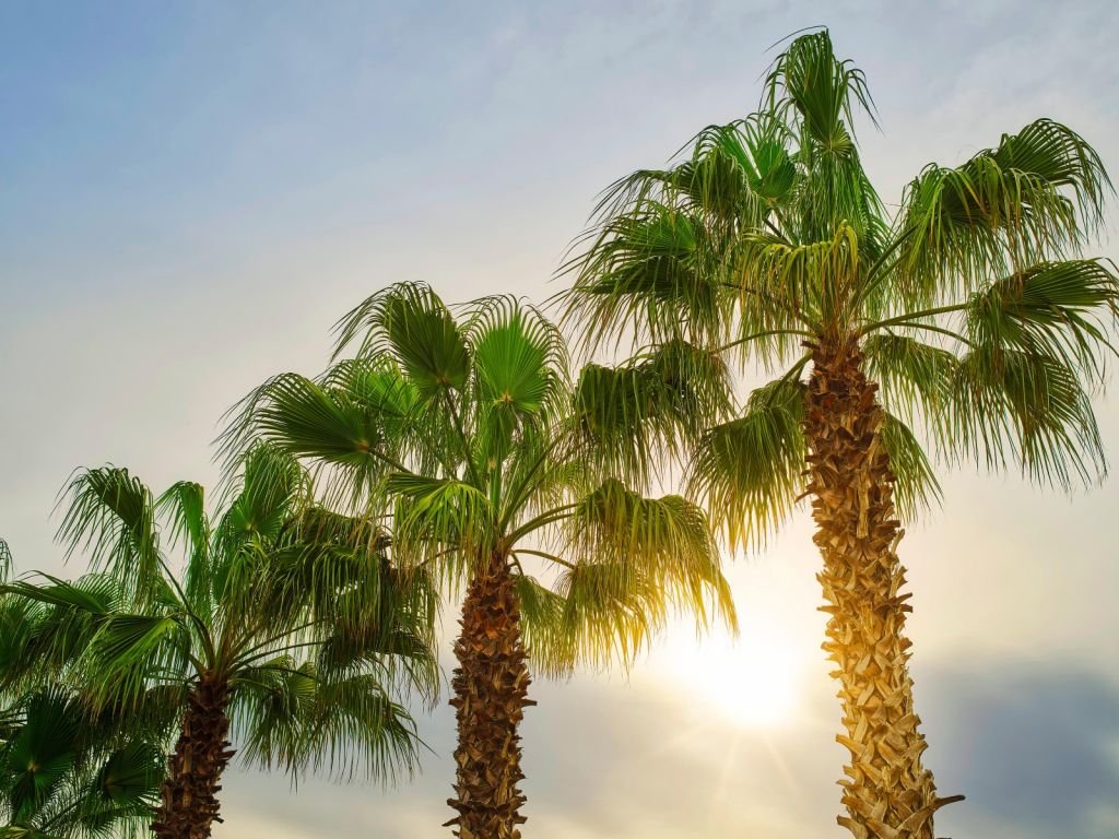 Palmen mit Sonne