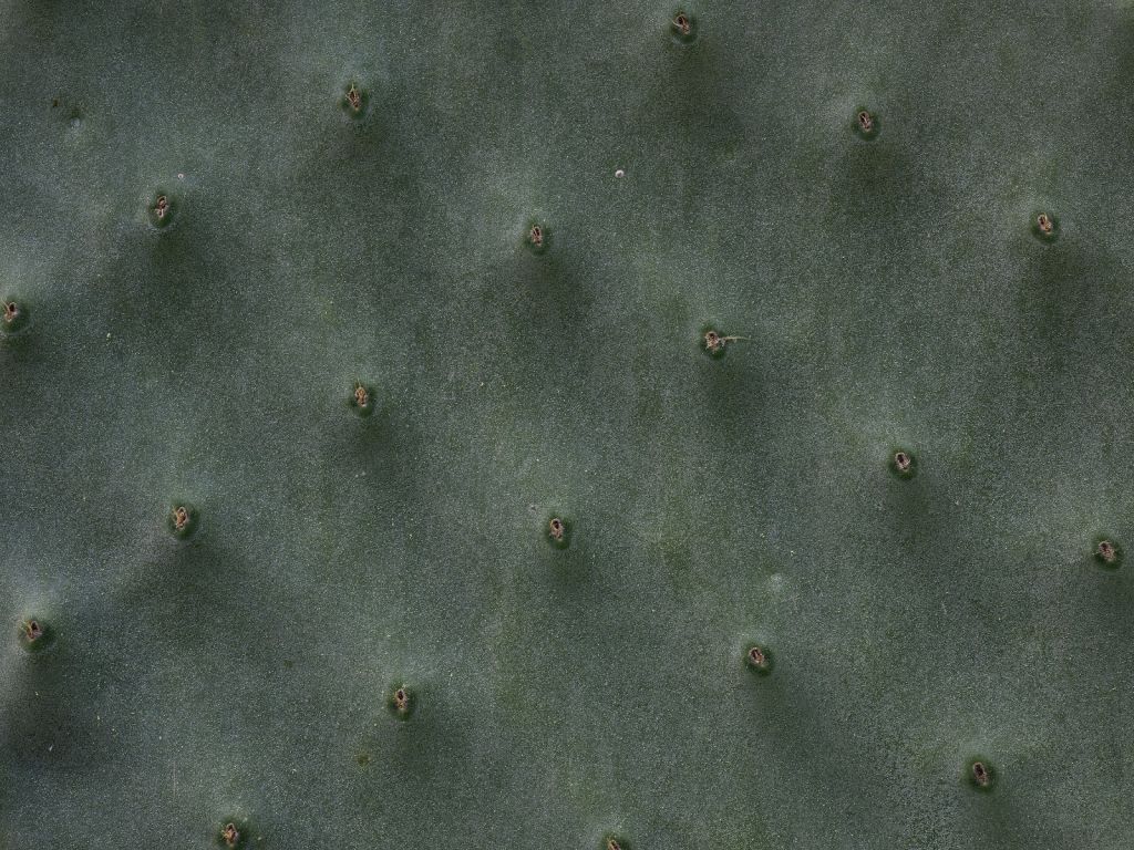 Nahaufnahme Kaktus