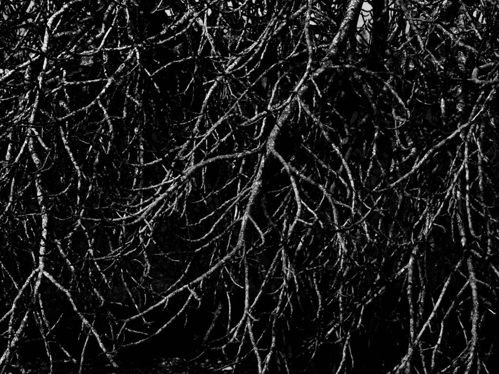 Baumzweige in schwarz-weiß