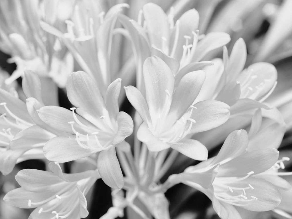 Blühende Blumen, schwarz und weiß