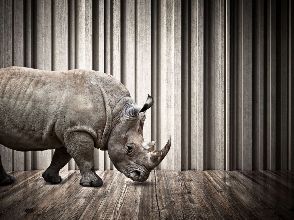 Rhinozeros im Saal
