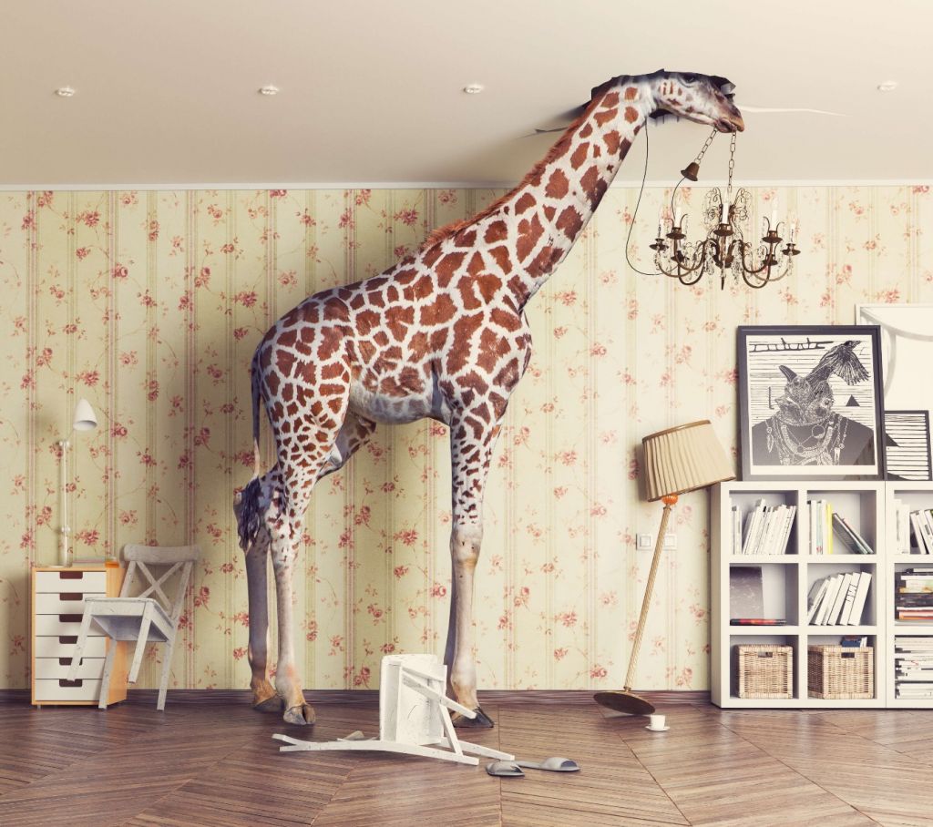 Giraffe im Wohnzimmer