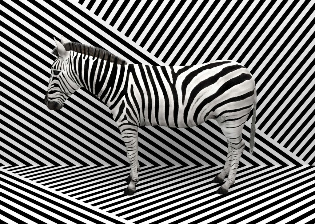 Getarntes Zebra