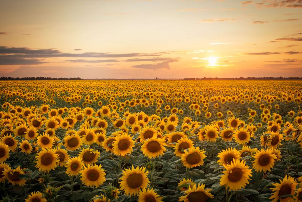 Sonnenblumenfeld mit Sonnenuntergang