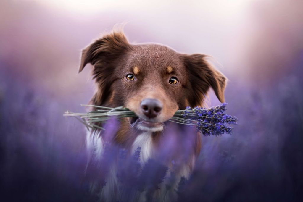 Hund mit Lavendel