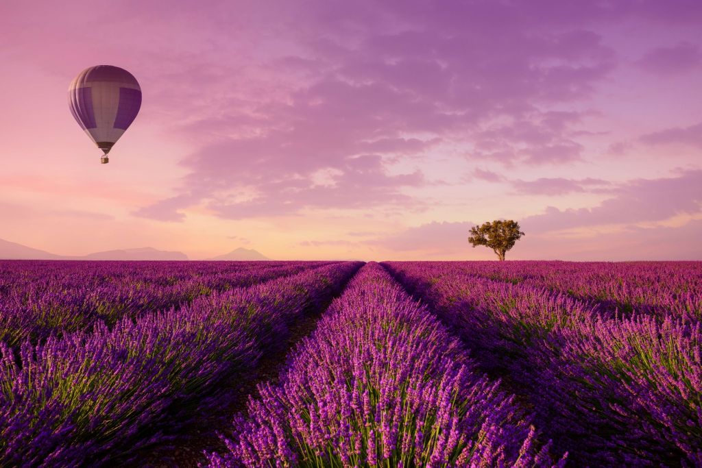 Lavendelfeld und Heißluftballon