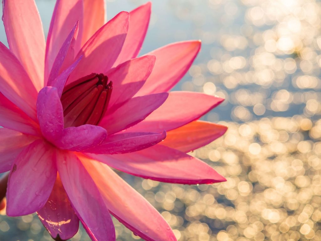 Lotusblume auf Wasser